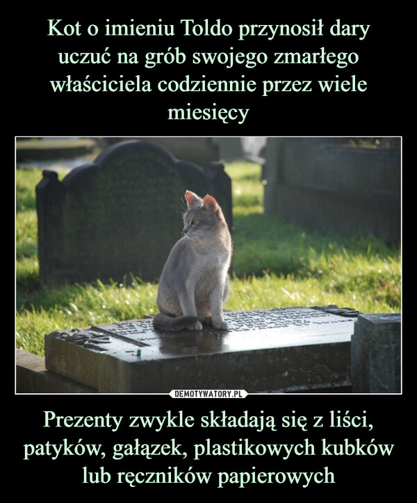 Kot o imieniu Toldo przynosił dary uczuć na grób swojego zmarłego właściciela codziennie przez wiele miesięcy Prezenty zwykle składają się z liści, patyków, gałązek, plastikowych kubków lub ręczników papierowych