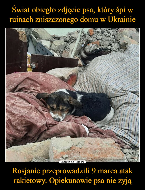 Świat obiegło zdjęcie psa, który śpi w ruinach zniszczonego domu w Ukrainie Rosjanie przeprowadzili 9 marca atak rakietowy. Opiekunowie psa nie żyją