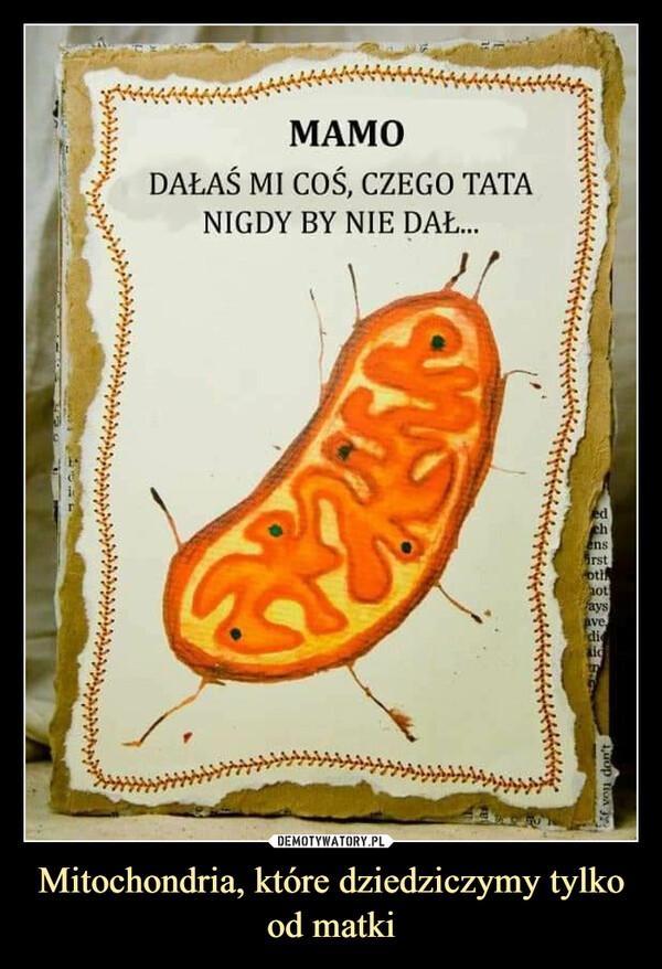 Mitochondria, które dziedziczymy tylko od matki