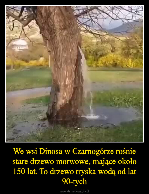We wsi Dinosa w Czarnogórze rośnie stare drzewo morwowe, mające około 150 lat. To drzewo tryska wodą od lat 90-tych –  