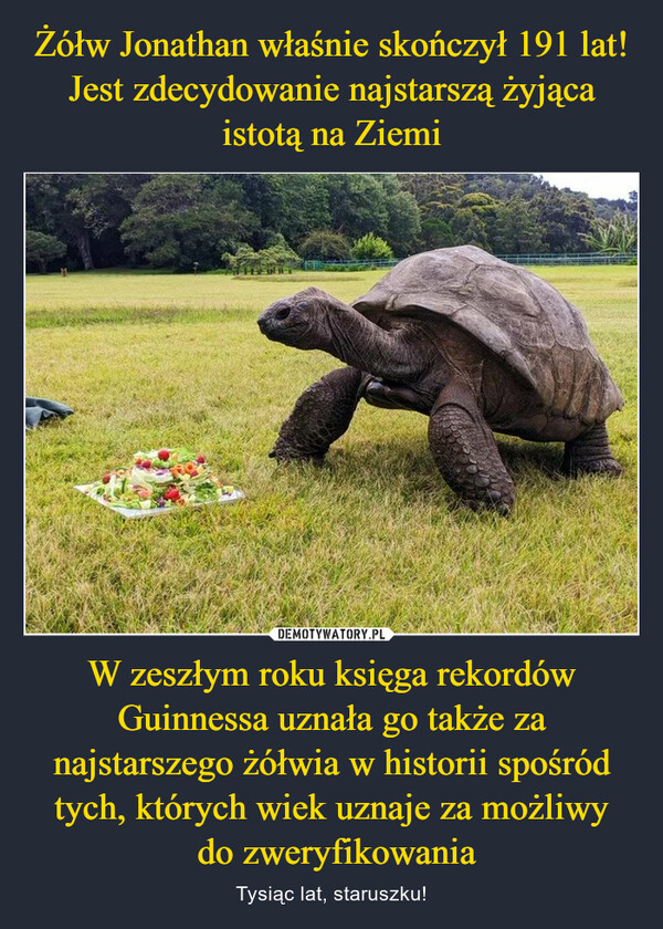 Żółw Jonathan właśnie skończył 191 lat! Jest zdecydowanie najstarszą żyjąca istotą na Ziemi W zeszłym roku księga rekordów Guinnessa uznała go także za najstarszego żółwia w historii spośród tych, których wiek uznaje za możliwy
 do zweryfikowania