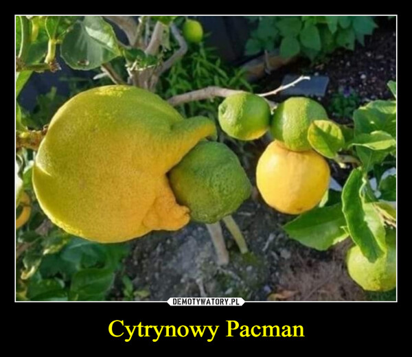 Cytrynowy Pacman –  