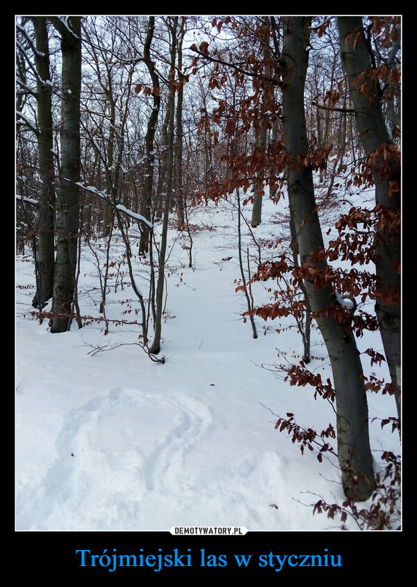 Trójmiejski las w styczniu –  TLETwh