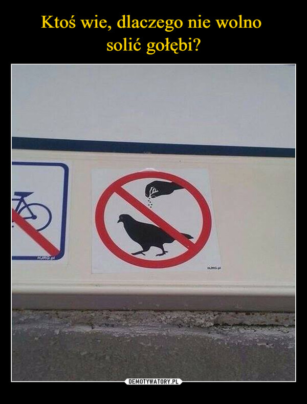 Ktoś wie, dlaczego nie wolno 
solić gołębi?
