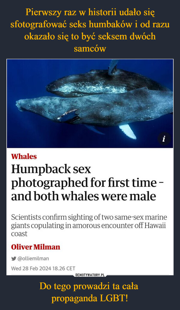 Pierwszy raz w historii udało się sfotografować seks humbaków i od razu okazało się to być seksem dwóch samców Do tego prowadzi ta cała 
propaganda LGBT!