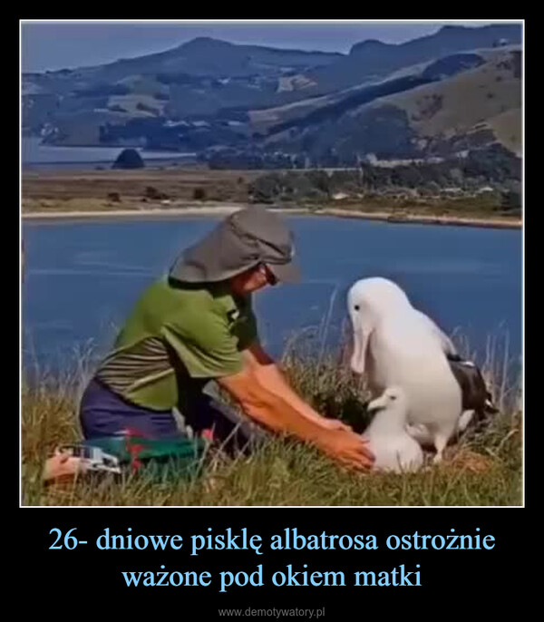 26- dniowe pisklę albatrosa ostrożnie ważone pod okiem matki –  